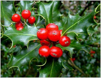 クリスマスの葉っぱや赤い実の植物の名前は柊 意味や由来は エンタメlab
