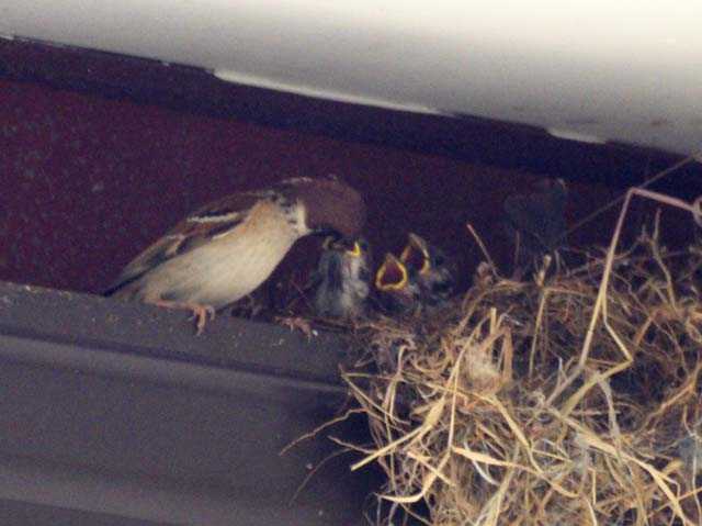 雀の巣は縁起が良い 巣の作り方や場所 対策 防止 撤去する方法も エンタメlab