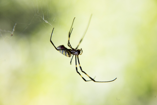 蜘蛛は脱皮する 抜け殻は縁起が良い 足の数は8本で取れても生える エンタメlab
