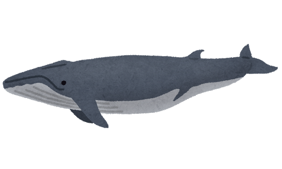 クジラの寿命は 種類ごとの違いや生態 イルカや他の長寿の動物 生物達も エンタメlab