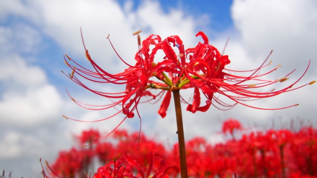 曼珠沙華 彼岸花 の意味や花言葉は 色ごとの違い 開花の季節や時期 どんな花か エンタメlab