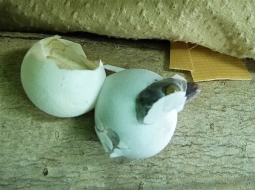 ヤモリはいつ卵を産むの 産卵する時の前兆 孵化させる際の注意点 エサは何が良い エンタメlab