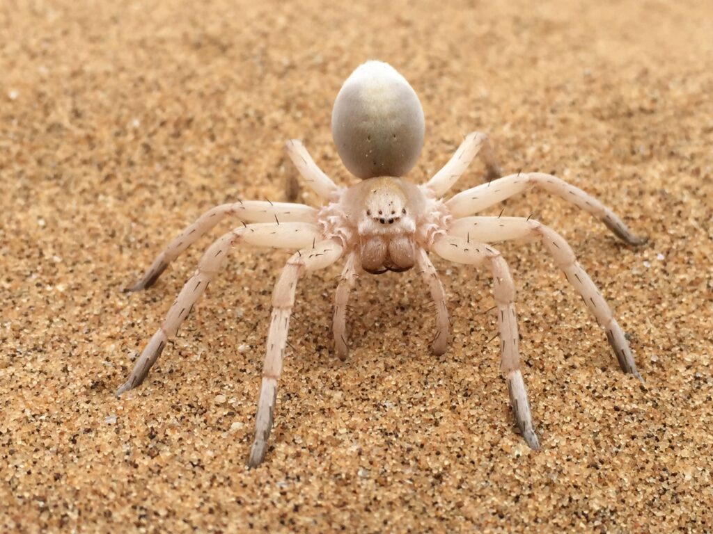 蜘蛛は脱皮する 抜け殻は縁起が良い 足の数は8本で取れても生える エンタメlab