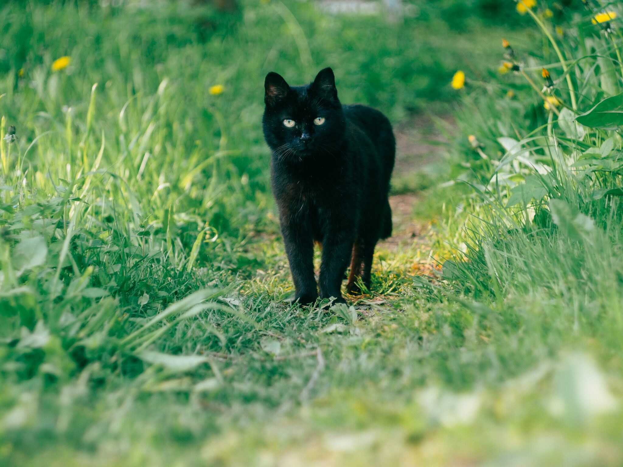 黒猫が前を横切るのは幸運or不幸??左右どちらからで変わる!! エンタメLab 黒猫が前を横切るのは幸運or不幸??左右どちらからで変わる!! エンタメLab